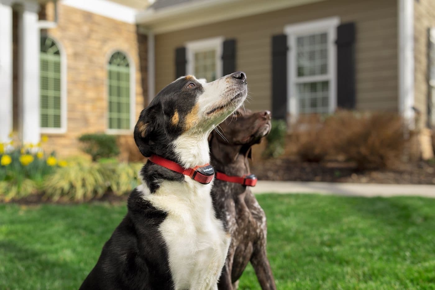 PetSafe